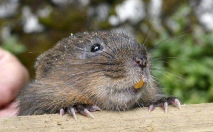 قرر علماء البيئة بإنجلترا إطلاق نحو مئة &quot;فأر ماء&quot; في مقاطعة يوركشير، التي تعتبر أول مرة يطلق فيها فأر الماء في المنطقة منذ 50 عام، حيث سيتم إطلاق الفئران في أعلى بحيرة للماء العذب &