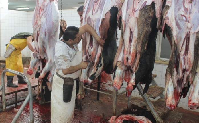 أشرفت طواقم دائرة البيطرة في بلدية غزة على ذبح (870)&nbsp; رأس من الماشية خلال شهر مايو / آيار الماضي ، توزعت على (750) رأس من العجول والأبقار، ونحو (120) من الماعز .

وذكرت الدائرة في تقريره