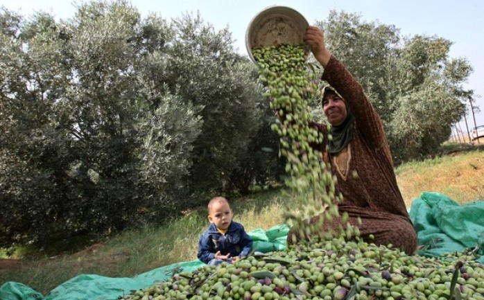 أعلنت وزارة الزراعة أن في قطاع غزة حوالي 38 ألف دونم من المساحة الزراعية، حيث أن حوالي 27 دونم مثمر.

وقال مدير دائرة البستنه &nbsp;في الوزارة محمد أبو عودة، إن