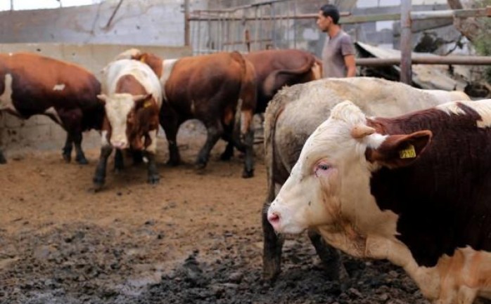 أعلنت وزارة الاقتصاد الوطني اليوم الثلاثاء، أسعار لحوم الأضاحي في قطاع غزة.

ونشرت الوزارة بالاشتراك مع وزارة الزراعة قائمة أسعار اللحوم وظهرت كالآتي: