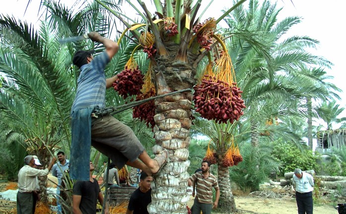 جني ثمار البلح… موسم احتفالي في غزة