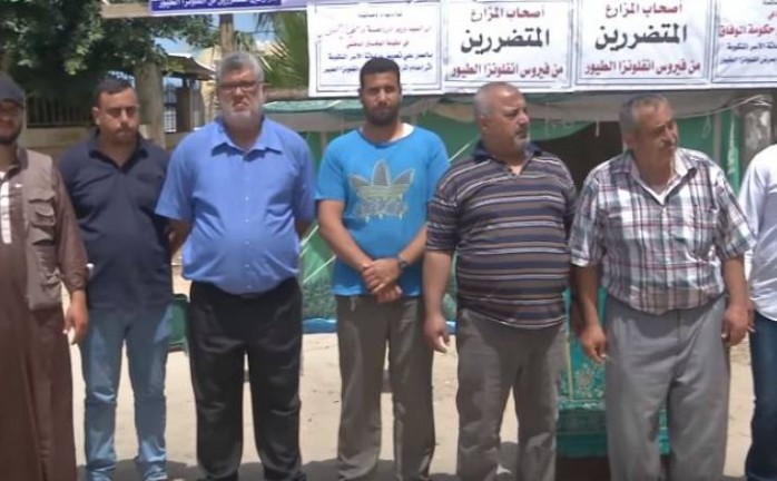 غزة: المزارعون يطالبون بتعويضات عن أضرار إنفلونزا الطيور