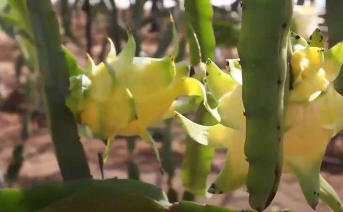 فاكهة التنين مصدر جديد للقطاع الزراعي في غزة