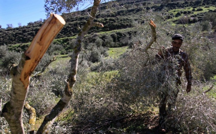 قام عشرات المستوطنين في منطقة خربة سوسيا جنوب محافظة الخليل اليوم الجمعة، باقتلاع عشرة أشجار الزيتون التي تعود للمواطن محمد النواجعة.
