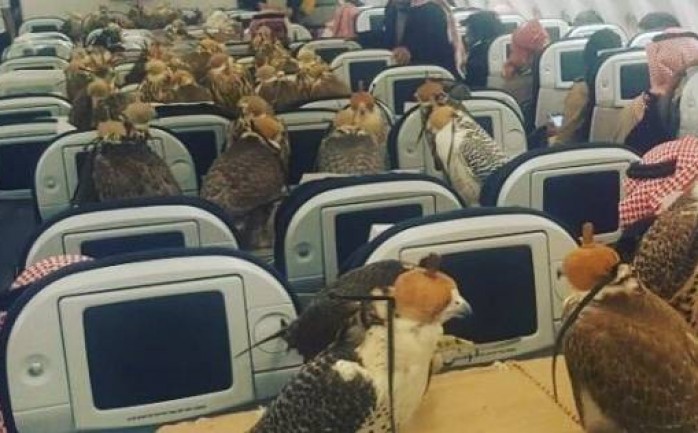 تداول رواد موقع التواصل الإجتماعي &quot;فيسبوك&quot; خلال اليوم، صورة تظهر مجموعة من الصقور على متن مقاعد إحدى الطائرات.

