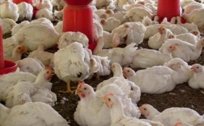 مزارع الدجاج في غزة