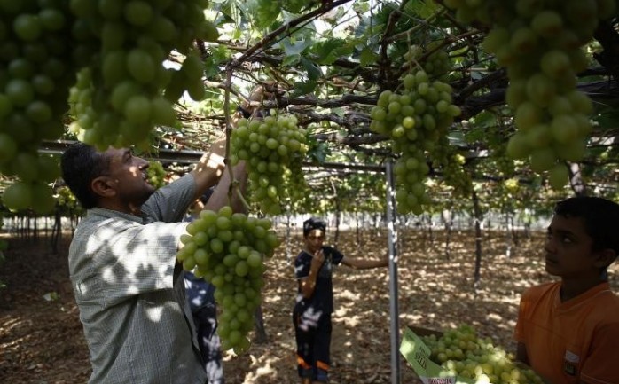 مزارع من قطاع غزة يجني محصول العنب