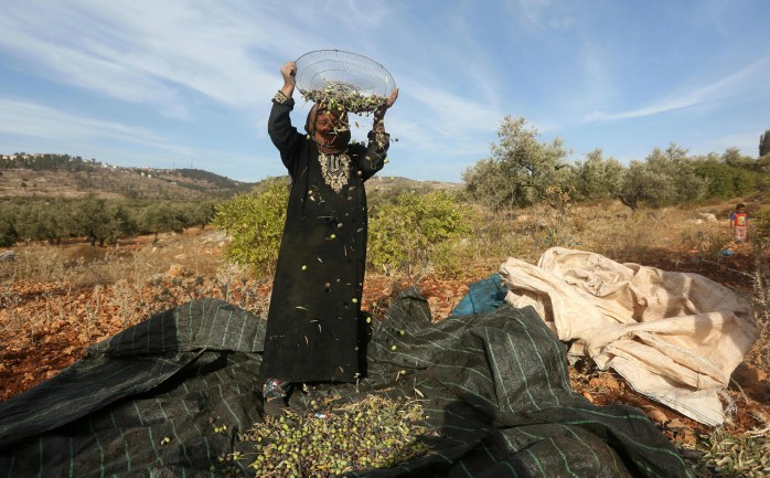 امرأة فلسطينية خلال موسم قطف الزيتون