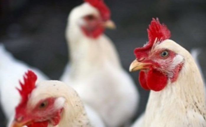 أكد مدير دائرة الإنتاج الحيواني بوزارة الاقتصاد في قطاع غزة، طاهر أبو حمد أن أسباب ارتفاع أسعار الدجاج في أسواق غزة يرجع إلى نفوق عدد كبير من الدواجن في المزارع بسبب الأحوال الجوية السيئة وار