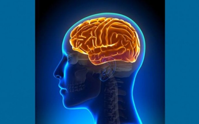 نجح علماء أميركيون لأول مرة في إنتاج دماغ بشري شبه مكتمل التكوين داخل المختبرات الطبية.