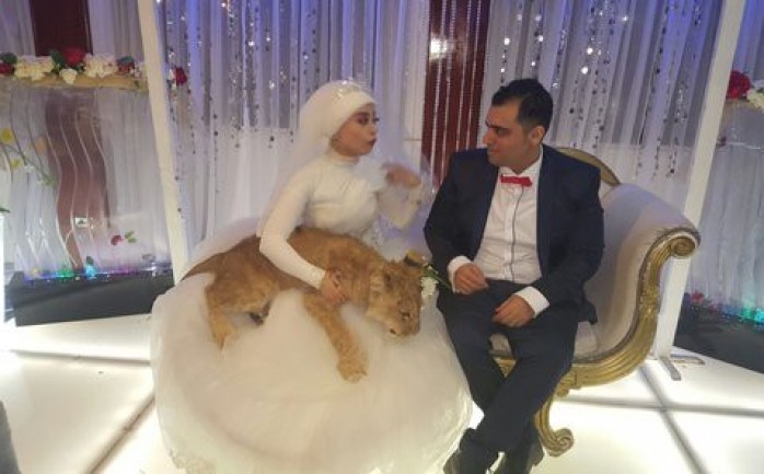 اصطحبت عروس مصرية تدعى كاميليا الحلو وهي ابنة مدرب الخيول المعروف محمود الحلو، أسداً إلى حفل زفافها.

وأصرت كاميليا أن تكون ليلة زفافها غير عادية من خلال اصطحاب