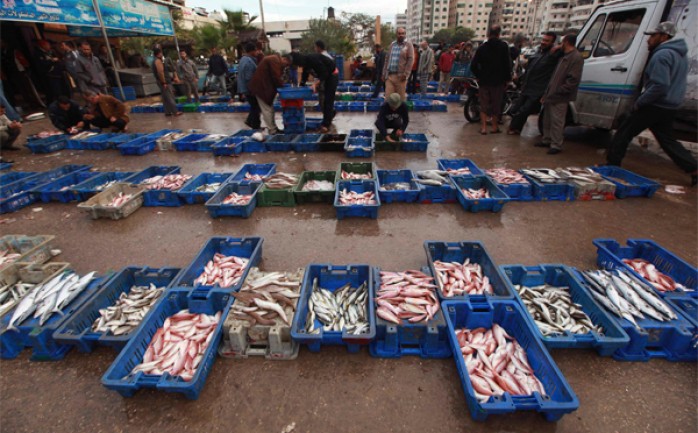 ضبط جهاز الشرطة البحرية التابع لوزارة الداخلية صباح اليوم الأحد 420 كيلوغراماً من السمك الفاسد في منطقة &quot;حسبة الصيادين&quot; غرب مدينة غزة.

