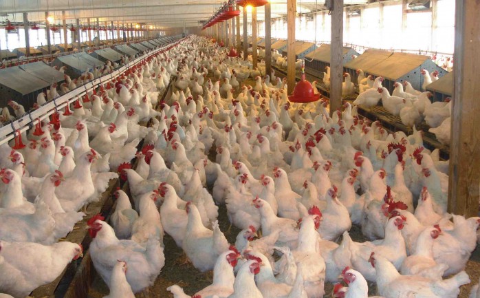 أتلفت دائرة حماية المستهلك وطواقم التفتيش في غزة، اليوم الأربعاء 200 دجاجة من &quot;الدجاج الصغير&quot; الذي يحقن بأبر &quot;مضادات حيوية&quot;.

