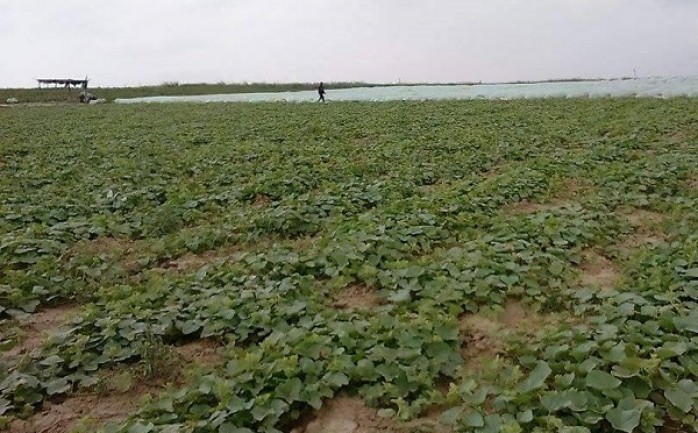 دعت وزارة الزراعة في غزة المزارعين في المناطق الحدودية إلى استخدام الإجراءات الاحتياطية المطلوبة لحفظ محاصيلهم، وذلك بعد اتخاذ سلطات الاحتلال قراراً برش مبيدات أعشاب على الشريط الحدودي مع قطا