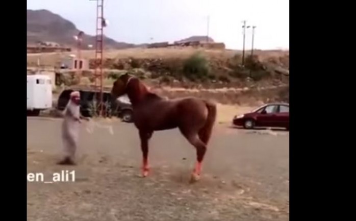 تداول رواد مواقع التواصل الاجتماعي فيديو لحصان انقض على رجل سعودي وطرحه أرضاً، أثناء محاولة ترويضه بالقوة.

وأظهر الفيديو الرجل محاولاً ترويض حصانه والسيطرة عليه من خلال تخويفه بعصا يمسك به
