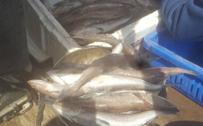 أتلف فريق التفتيش الصحي في مدينة غزة اليوم الأحد، حوالي " 23" كجم سمك مجمد عند أحد الباعة المتجولين.

وكان يباع السمك المجمد من نوع "البوري"