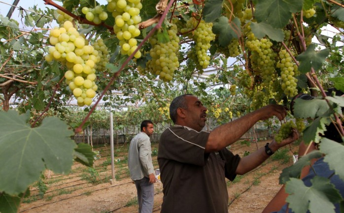بدأت الإدارة العامة للإرشاد ووقاية النبات الزراعي بوزارة الزراعة بغزة اليوم الإثنين، بتنفيذ حملة مكثفة لمكافحة أمراض العنب.
