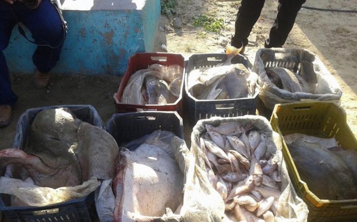 سمك فاسد في حسبة مدينة غزة