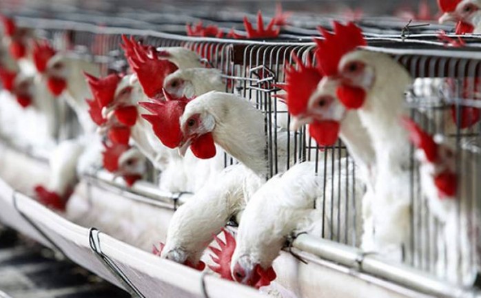 أكدت وزارة الزراعة في غزة أن سعر كيلو الدجاج للمستهلك مرتبط بالطلب والعرض في الأسواق، وأن لا علاقة لها بتحديد السعر.

وقال مدير عام الثروة الحيوانية في الوزارة 