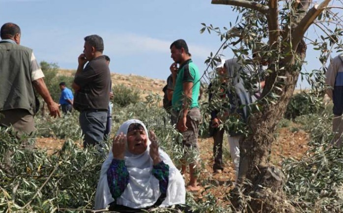 منعت قوات الاحتلال الإسرائيلي، صباح الثلاثاء، عشرات المزارعين من قطف ثمار الزيتون، وطردتهم من أراضيهم شمال نابلس.

