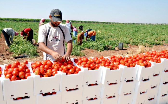 أكدت وزارة الزراعة في مدينة غزة إن ضعف انتاج "البندورة" في هذا الوقت من كل عام، وارتفاع درجة الحرارة، وقلة العقد في الأزهار، سبب في ارتفاع أسعارها بالأسواق المحلية في غزة.

وبينت الزراعة في