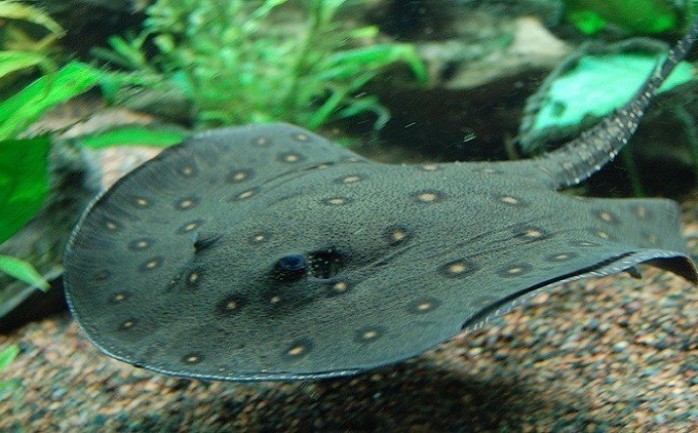 عثر علماء أمريكيون في أنهار أمريكا الجنوبية على سمك قادر على مضغ فريسته، وهو سمك &quot;Stingray &quot; السام، الذي يعيش في الماء العذب.

