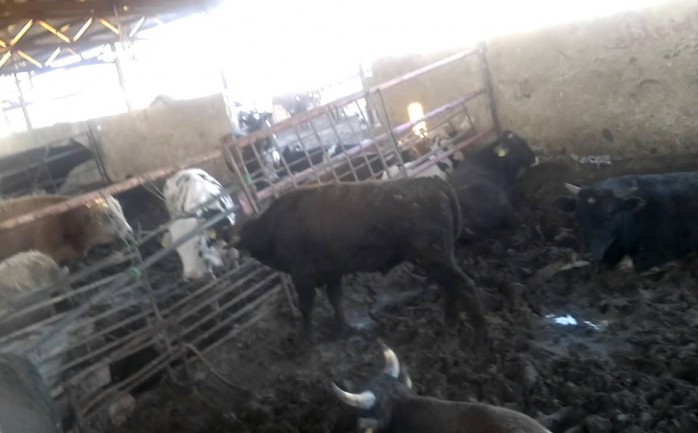 أعلنت وزارة الزراعة عن البدء بتوريد جزء من لقاح الحمى القلاعية لكافة مزارع الأبقار في قطاع غزة اعتبارًا من اليوم الأربعاء.

وقال نائب مدير عام الخدمات البيطرية حسن عزام إن طواقم الوزارة ستتعا