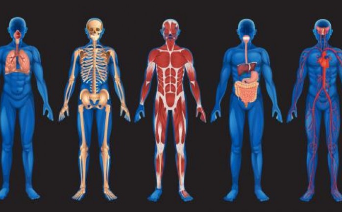 كشفت دراسة جديدة عن عضو جديد في الجسم كان يعتقد في السابق بأنه جزء من هيكل الجهاز الهضمي، ليرتفع بذلك مجموع الأعضاء البشرية إلى 79 عضوًا.

ويطلق على العضو الجديد و المكتشف اسم &quot;المسراق&q