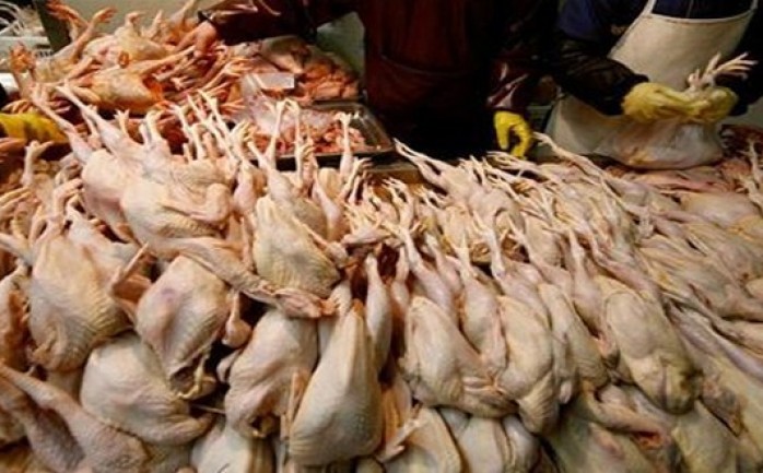 أتلفت لجنة الصحة والسلامة العامة بمحافظة طولكرم اليوم السبت، ما يزيد عن "15" طن دجاج أمهات لاحم "روك".