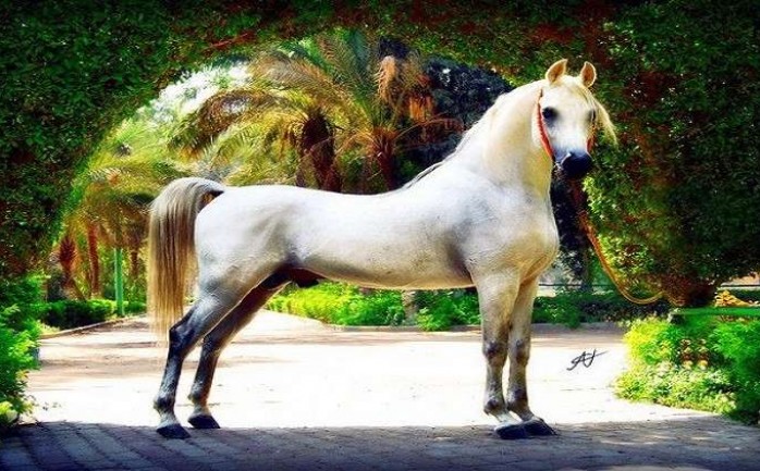 حصان مصري عربي أصيل