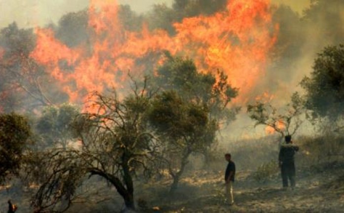 مستوطنون يحرقون شجر زيتون في الضفة (أرشيف)