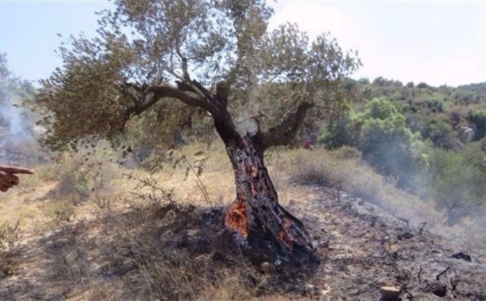 مستوطنون يحرقون أشجار الزيتون في الضفة الغربية المحتلة