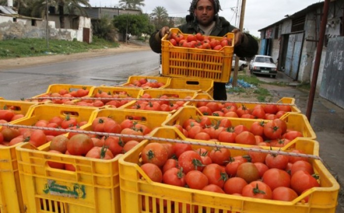 صورة لمزارع يبيع "الطماطم" في غزة